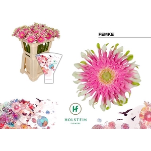 Gerbera Pasta Femke Water x40