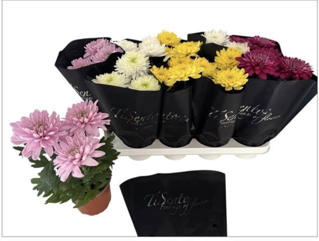 <h4>CHRYS ZEMBLA GEM</h4>