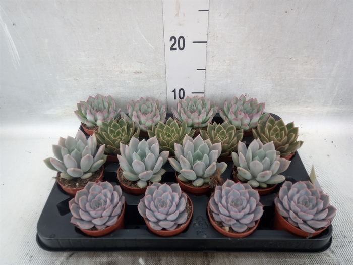 <h4>Echeveria   ...mix</h4>