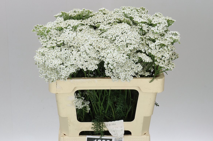 <h4>Achillea White Beauty</h4>