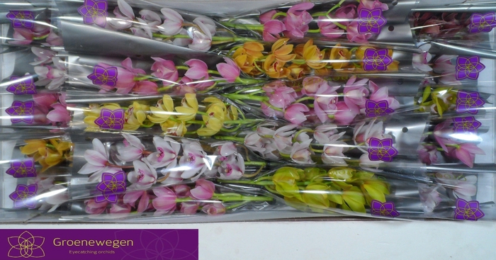 <h4>CYMB MI GEM</h4>