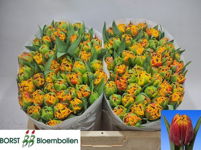 <h4>TU DU NYENRODE</h4>