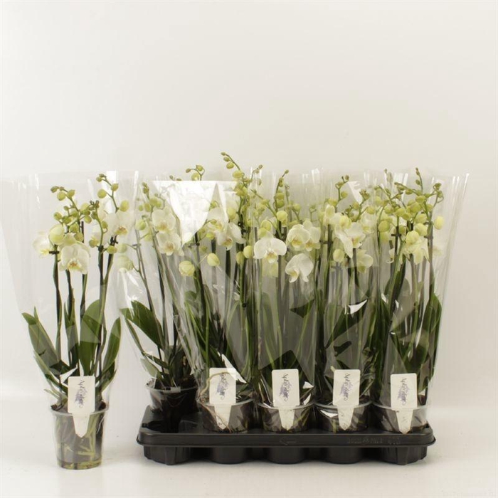 <h4>PHAL OV WIT</h4>