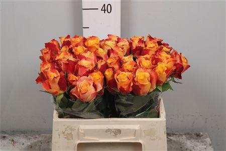 <h4>R Gr Tamara</h4>