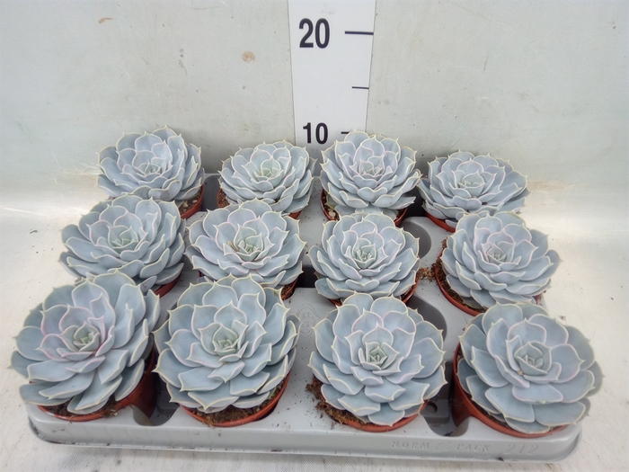 <h4>Echeveria lilacina</h4>