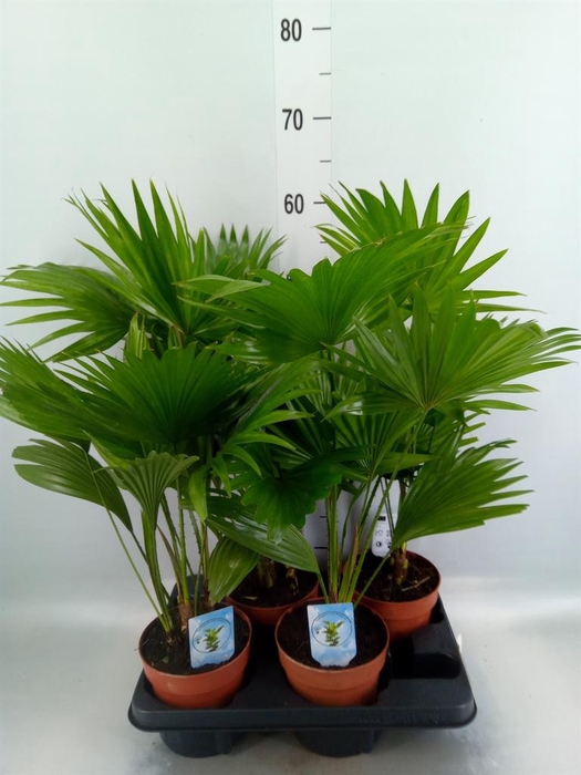 <h4>Livistona rotundifolia</h4>