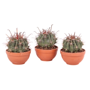 Ferocactus townsendianus 13 cm in plastic schaal