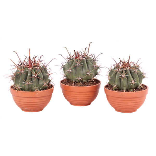 <h4>Ferocactus townsendianus 13 cm in plastic schaal</h4>