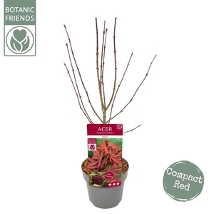 Acer palmatum Shaina