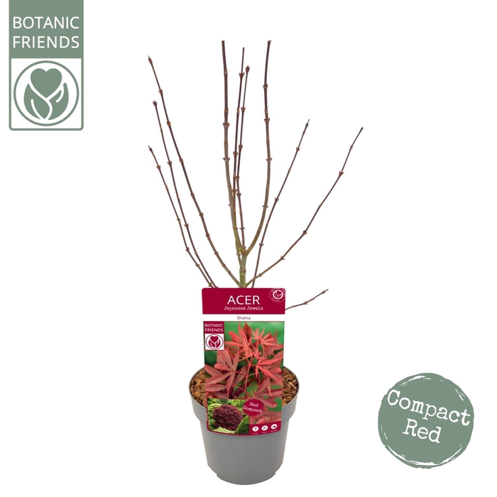 Acer palmatum Shaina