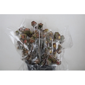 Euca Cardinale Antik P Bunch