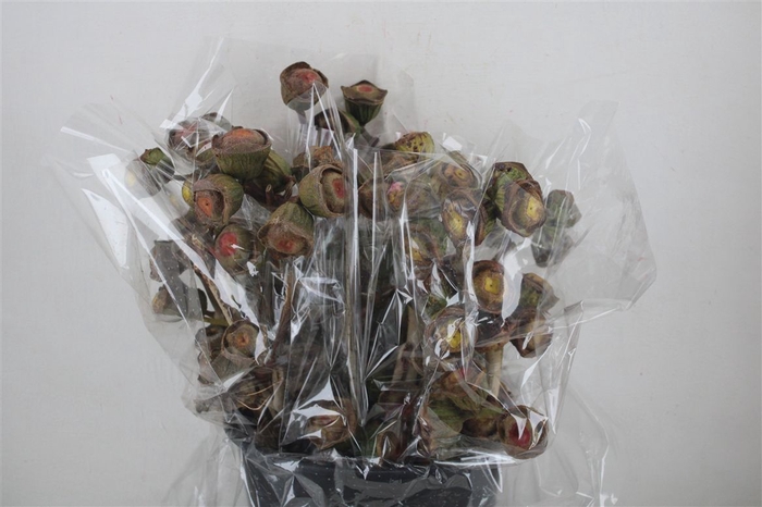 <h4>Euca Cardinale Antik P Bunch</h4>