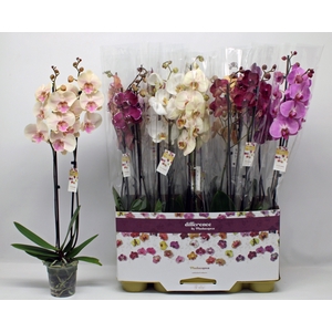 PHAL GEM 10 KL
