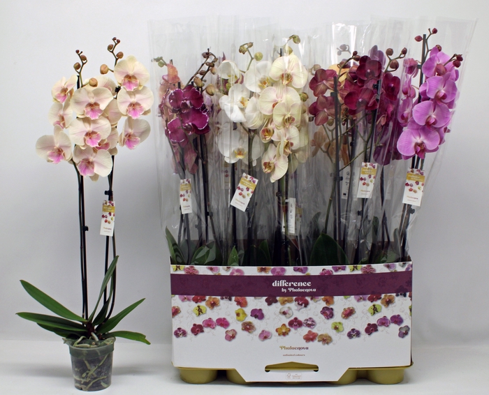 <h4>PHAL GEM 10 KL</h4>