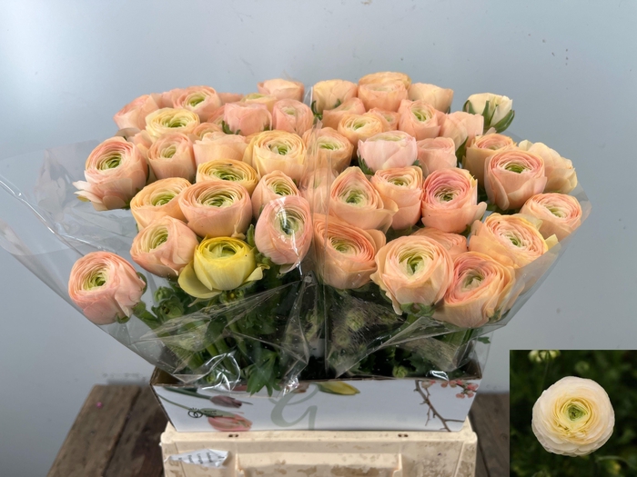 <h4>RAN SU GRAND PASTEL</h4>