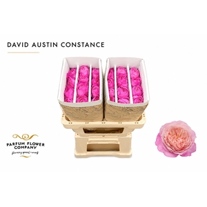 Rosa David Austin Constance