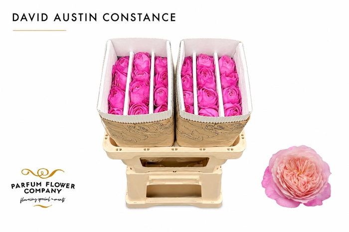 <h4>Rosa David Austin Constance</h4>