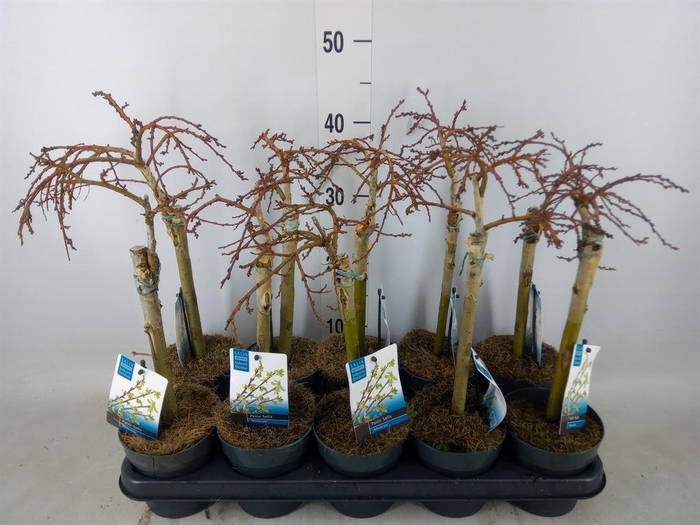 <h4>Salix arbuscula</h4>