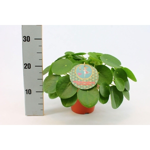 Pilea Peperomioides 15cm Duits etiket