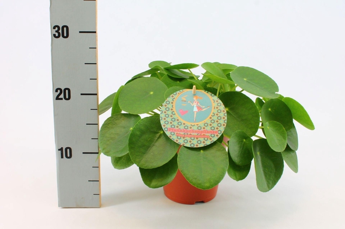 Pilea Peperomioides 15cm Duits etiket