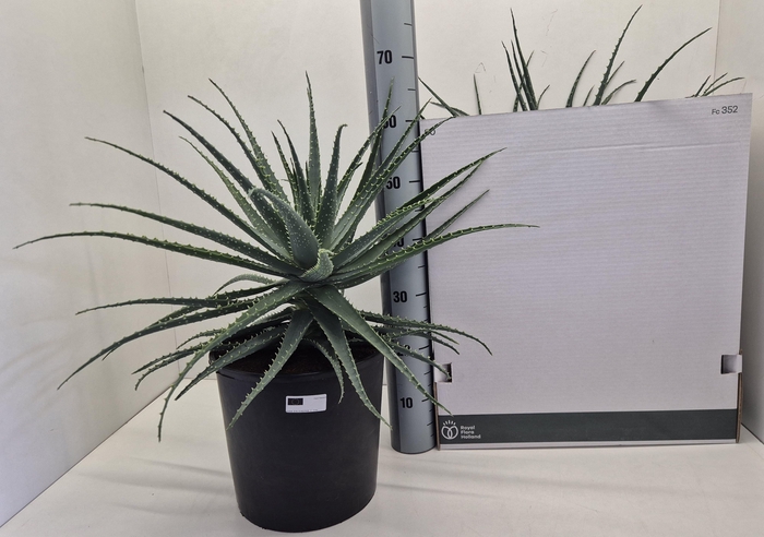 <h4>ALOE ARBORESCENS</h4>