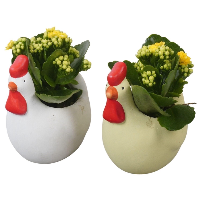 <h4>Arr. Pasen L%</h4>