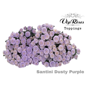 Chr S Dusty Purple New