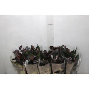 ANTHURIUM BLACK LOVE P12