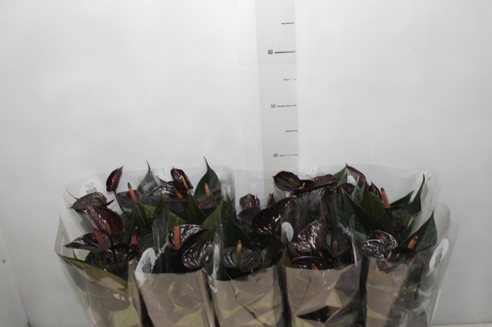 <h4>ANTHURIUM BLACK LOVE P12</h4>
