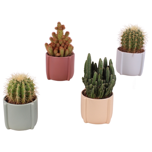 <h4>Cactus mix 3 Species Ø12cm in Ø17cm Ceramic CC461</h4>