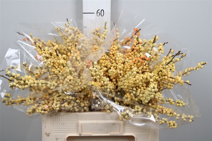 <h4>Ilex Ve Mag Cresgold</h4>