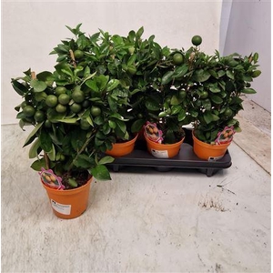 Citr Microcarpa 10+