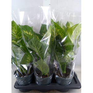 Dieffenbachia seg. 'Tropic Snow'