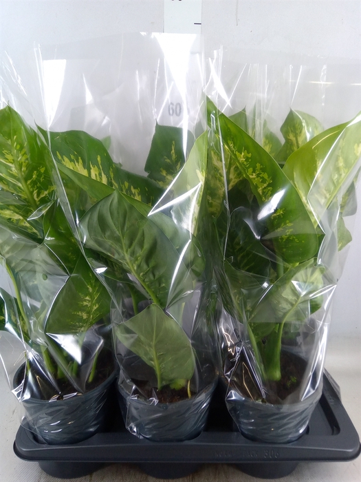 <h4>Dieffenbachia seg. 'Tropic Snow'</h4>