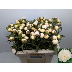 PAEO L DUCHES D NEMO