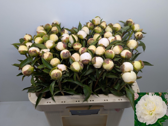 <h4>PAEO L DUCHES D NEMO</h4>