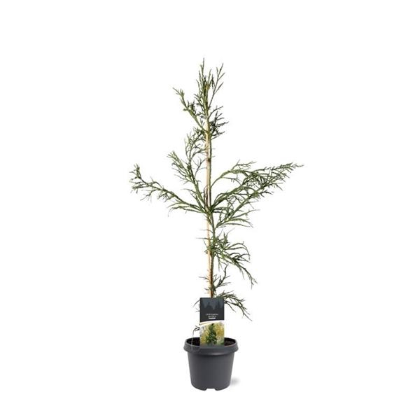 <h4>Cryptomeria japonica 'Rasen'</h4>