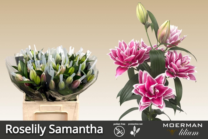 <h4>LI OR DU RL SAMANTHA</h4>