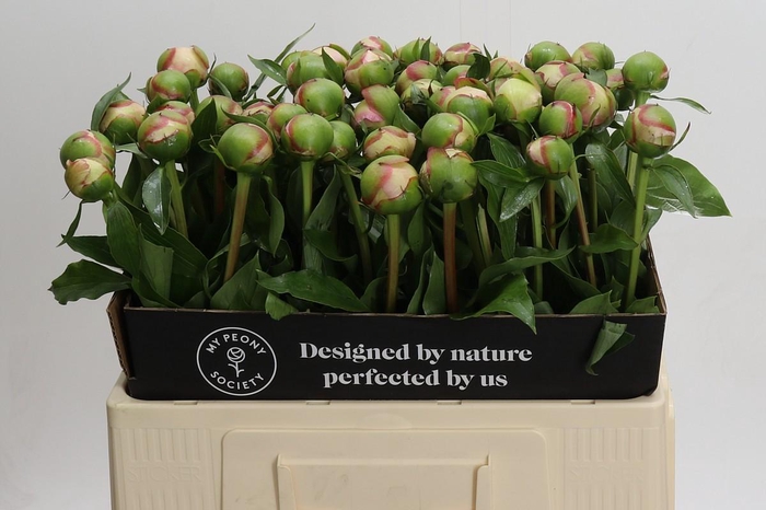 <h4>Paeonia Alertie</h4>