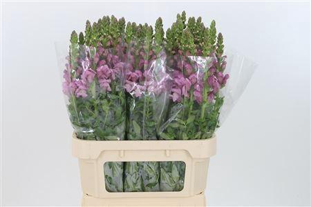 <h4>Antir Mary Lavender It.</h4>