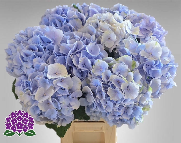 <h4>HYDR M CH VERENA BL</h4>