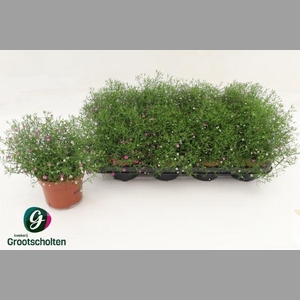 GYPS MURALIS GEM POT