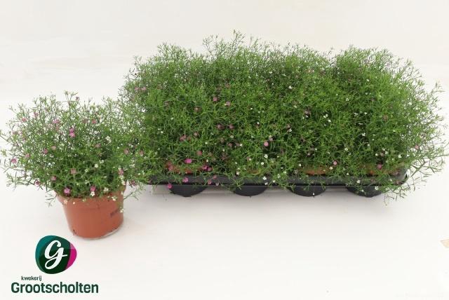 <h4>GYPS MURALIS GEM POT</h4>