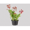 KALANCHOE WENDY P11