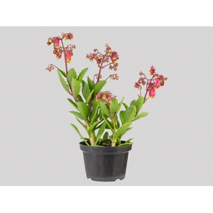 KALANCHOE WENDY P11