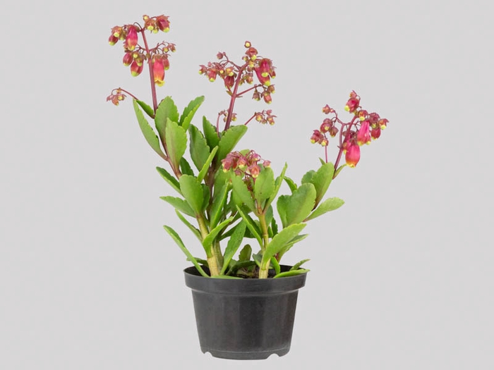 <h4>KALANCHOE WENDY P11</h4>
