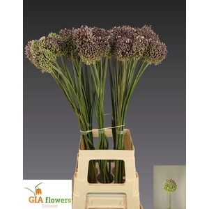 ALLIUM SUMMER DRUMMER ALLIUM SUMMER