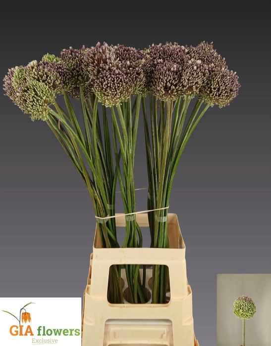 <h4>ALLIUM SUMMER DRUMMER ALLIUM SUMMER</h4>