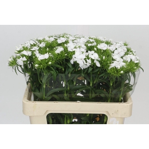 Dianthus Br White Duke