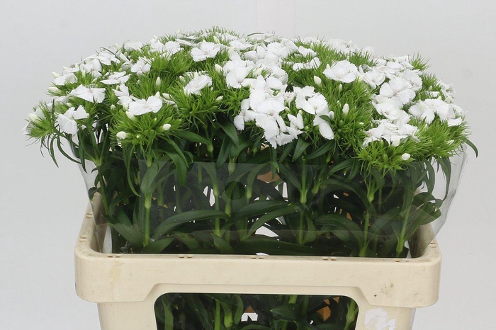 <h4>Dianthus Br White Duke</h4>